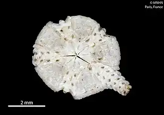 Ophiophyllum borbonica