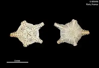 Ophiophyllum novaecaledoniae