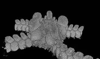 Ophiosteira echinulata