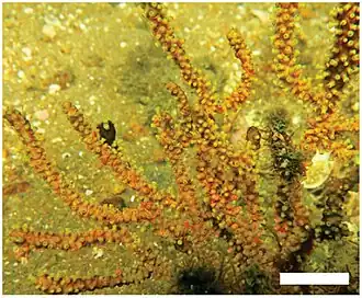 Heterogorgia uatumani