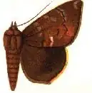 Ophisma pyrosticha