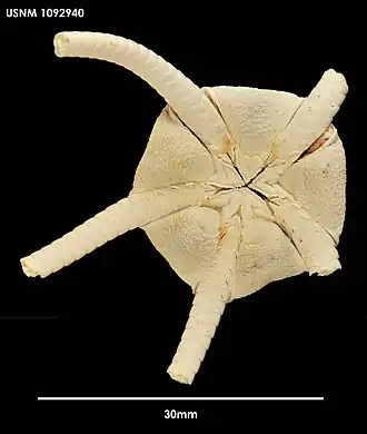 Ophiura lenticularis