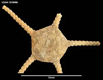 Ophioplinthus brucei