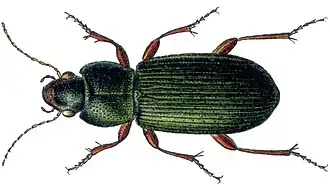 Zwarthaarhalmklimmer