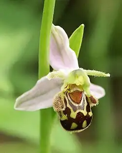 Ophrys apifera