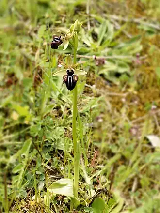Ophrys incubacea