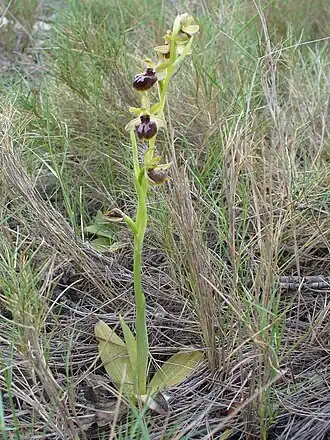 Ophrys provincialis