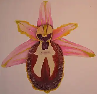 Ophrys splendida