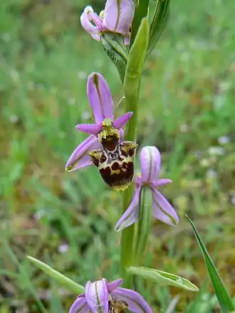 Ophrys vetula