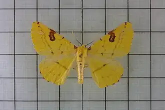 Opisthograptis punctilineata