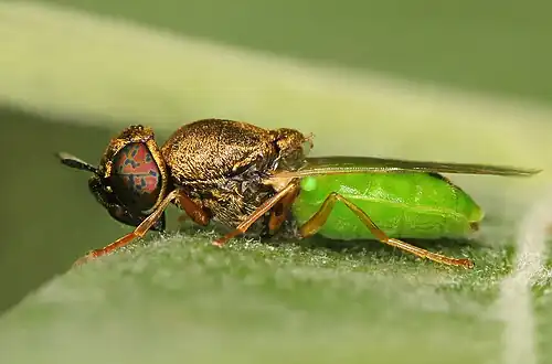 Kleine moeraswapenvliegOplodontha viridula