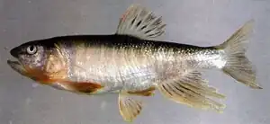 Opsariichthys pachycephalus