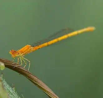 Ceriagrion rubiae