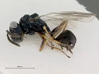 Orasema monomoria