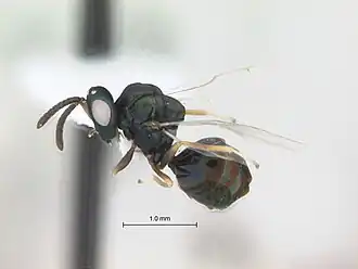 Orasema occidentalis