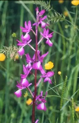 Anacamptis laxiflora