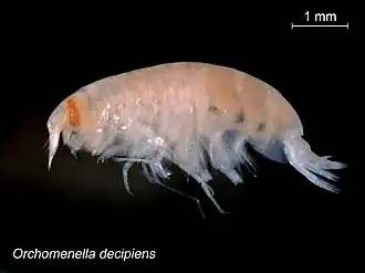 Orchomenella decipiens