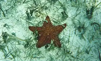 Oreaster reticulatus