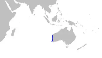 Orectolobus hutchinsi