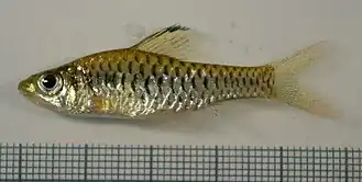 Oreichthys cosuatis