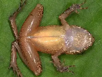 Oreobates granulosus