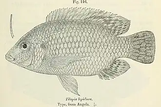 Oreochromis lepidurus