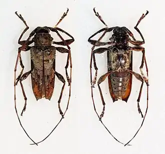 Oreodera bituberculata