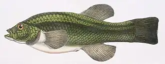 Orestias tschudii