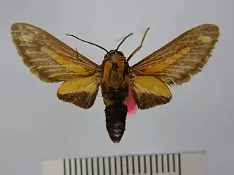 Ormetica gerhilda