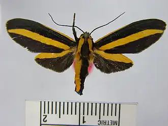 Ormetica taeniata