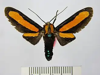 Ormetica triangularis