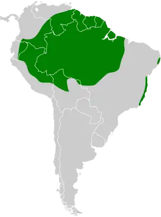 Witteugelvliegenpikker