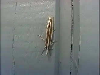 Orocrambus angustipennis