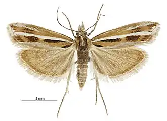 Orocrambus corruptus