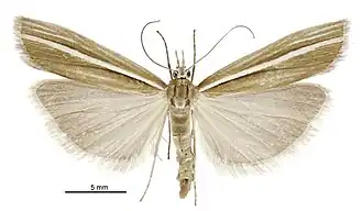 Orocrambus haplotomus