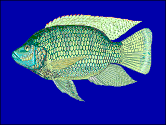 Oreochromis placidus