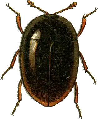 Orthoperus atomus