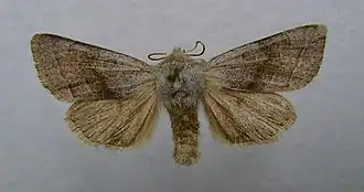 Orthosia opimaBandvoorjaarsuil