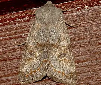 Orthosia revicta