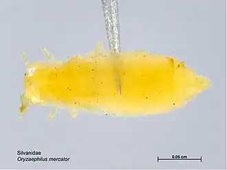 Oryzaephilus mercator