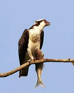 De visarend heeft zich gespecialiseerd in vissen