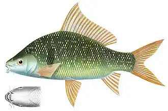 Osteochilus melanopleurus