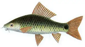 Osteochilus spilurus