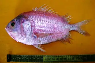 Ostichthys acanthorhinus