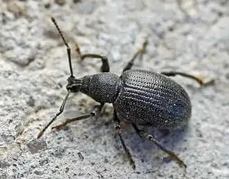 Otiorhynchus meridionalis