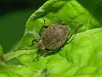 Otiorhynchus armadillo