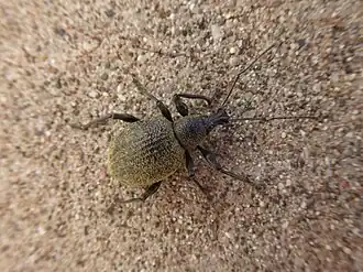 Otiorhynchus pseudonothus