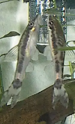 Otocinclus macrospilus