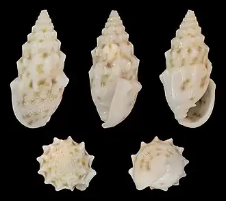 Otopleura nodicincta