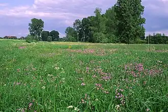 De Oude Zuun in de lente.